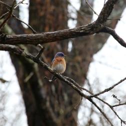 Bird Watching near the Broken Bow Lake in Beavers Bend Park - Photography by Natalia Faulkner (1)